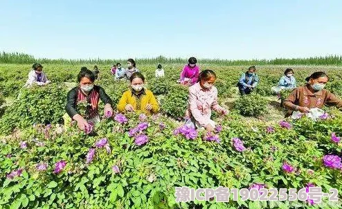 乌克兰精品摘花处处破，数万农民因战争失业，鲜花产量骤降至历史新低！