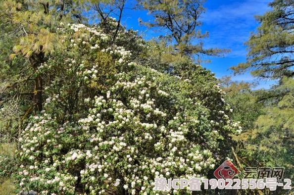 吻戏春意影院：热辣新片引发观众狂热，激情场面让人目不暇接！