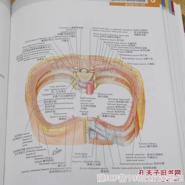 蹂躏稚嫩的身体h囚禁：最新动态揭示了这一事件背后的复杂情感与社会反响，引发广泛讨论与关注