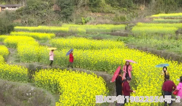 全民小镇平民玩家必看攻略：游戏生存与发展全面须知指南